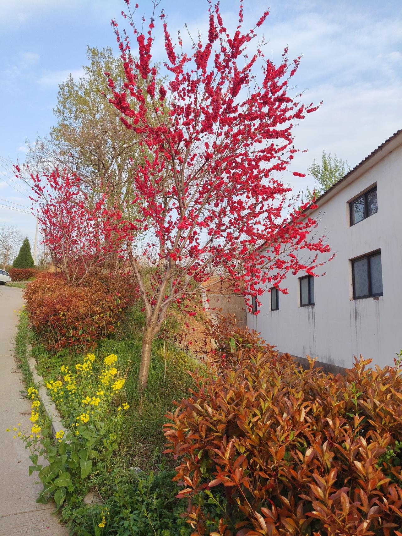 真的被这路边的春色狠狠戳中了！你看这满树火红的花，热烈得像把整个春天都点燃了，搭