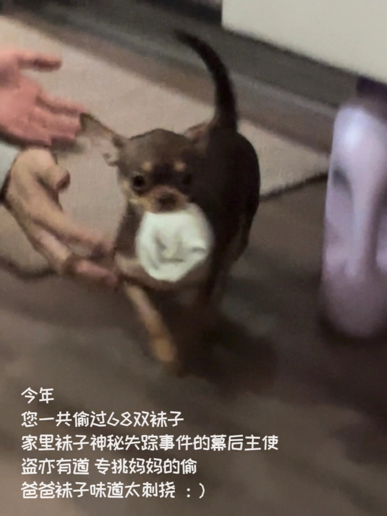一只小狗的年终总结：#v笑年度大赏# ​​​