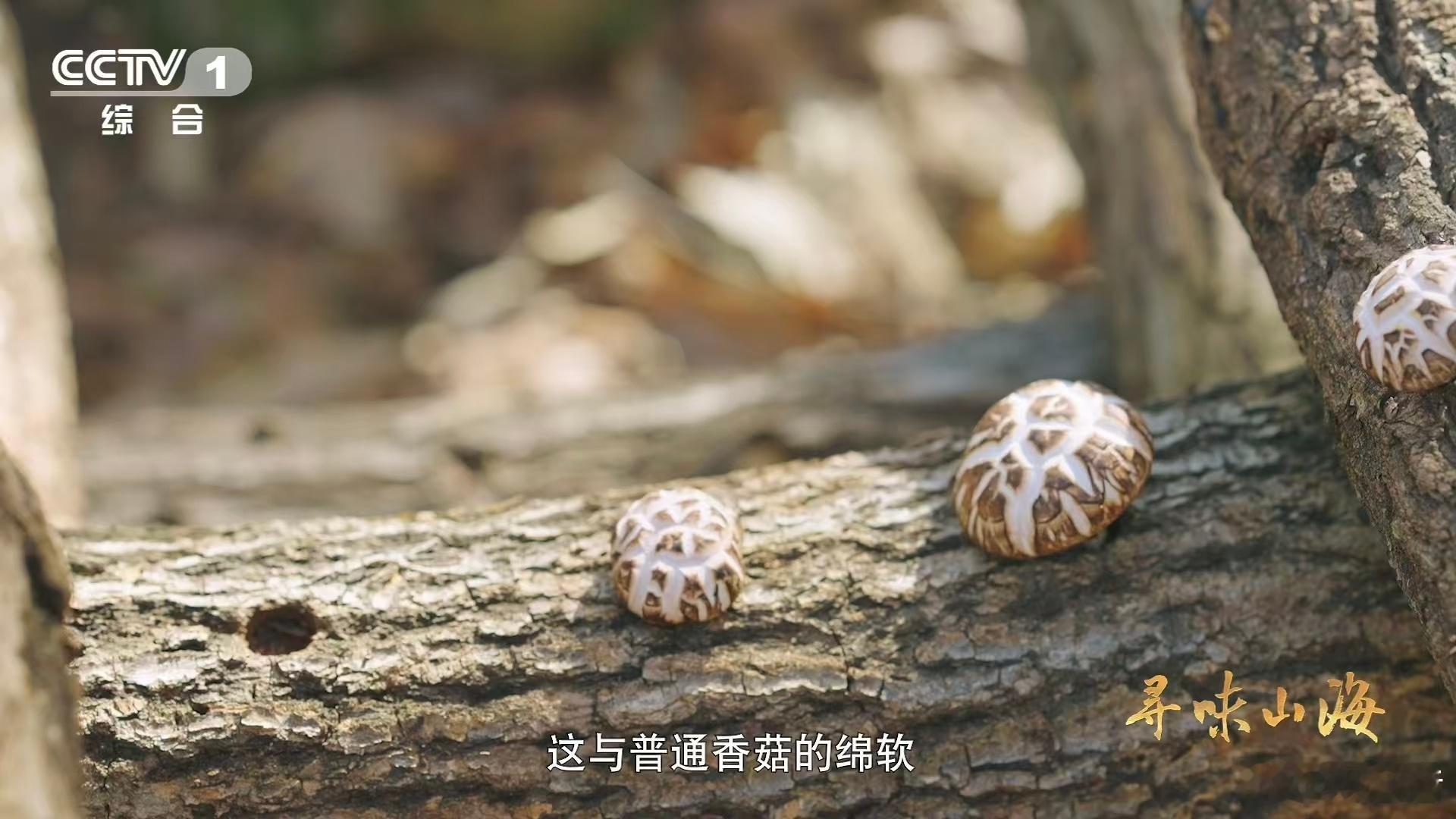 干香菇鲜香菇哪个更好吃 花菇生长缓慢的特点其实是隐藏优势！正因为生长节奏放缓，它