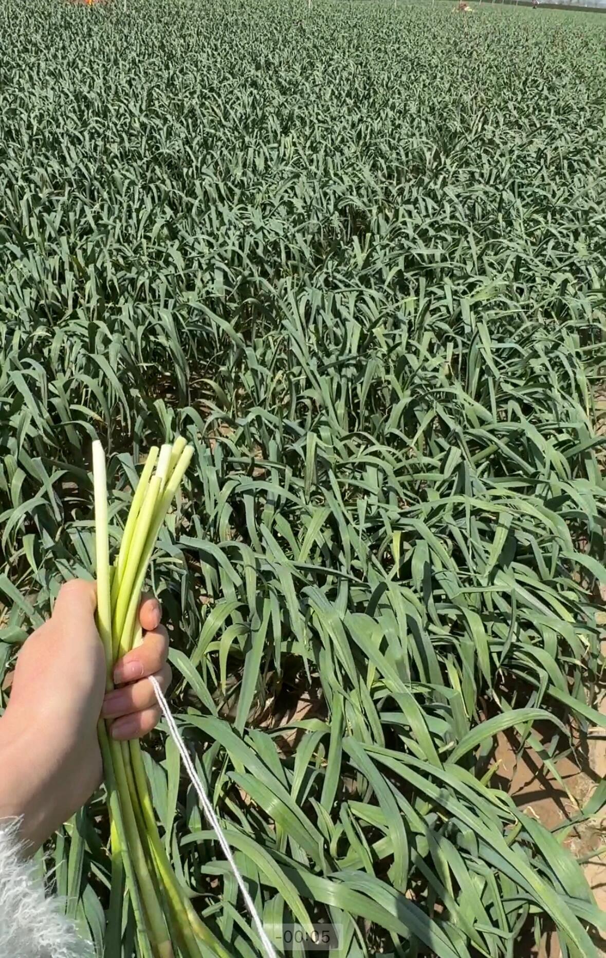 我看到的不是蒜薹而是蒜薹炒肉[允悲]  ​​​