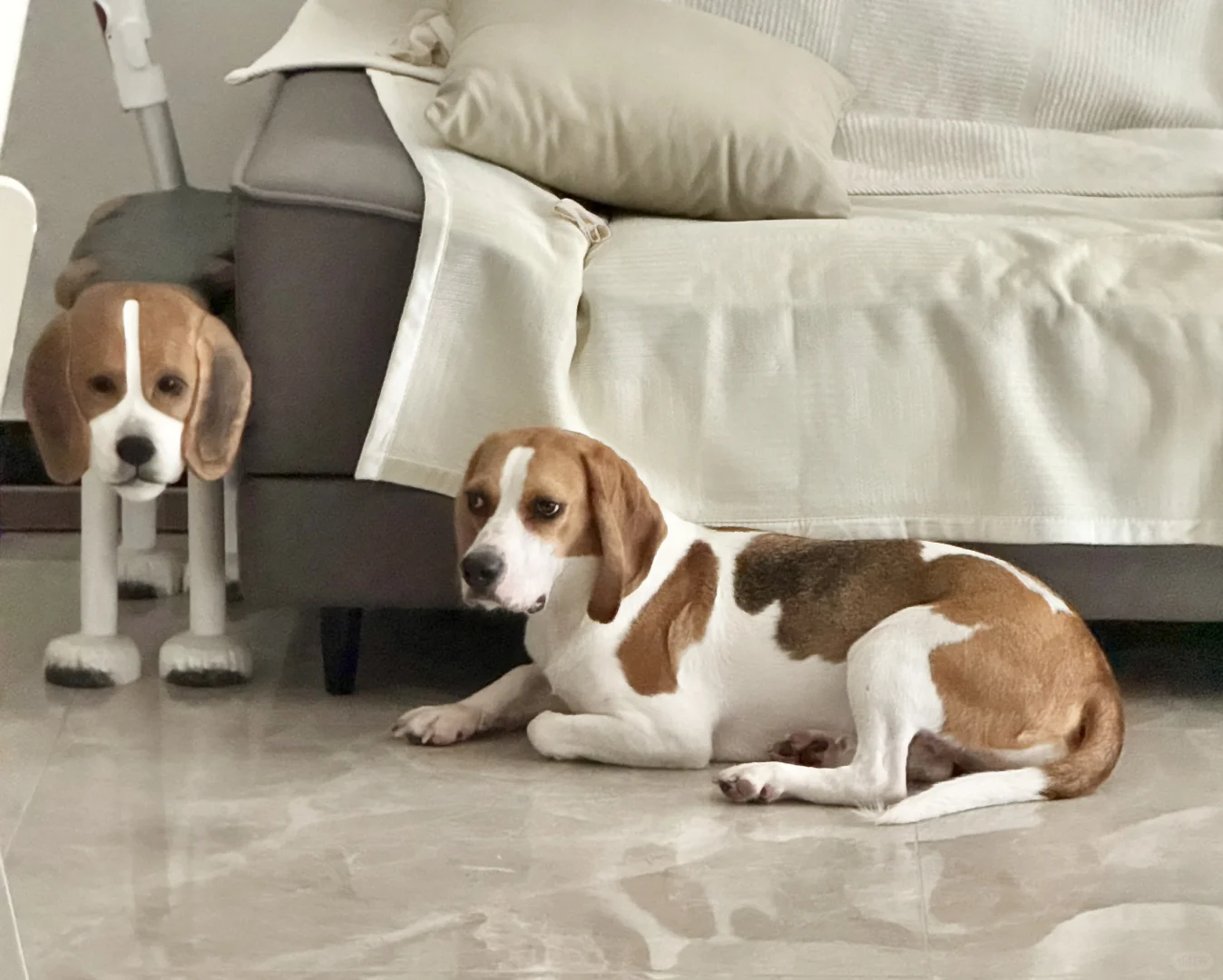 难得能拍到真假比的合照