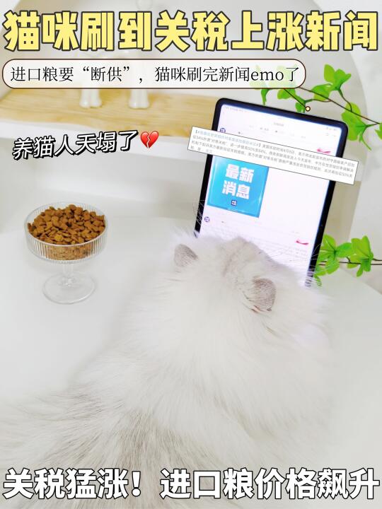 关税上涨进口粮吃不起？铲屎官到底怎么换粮