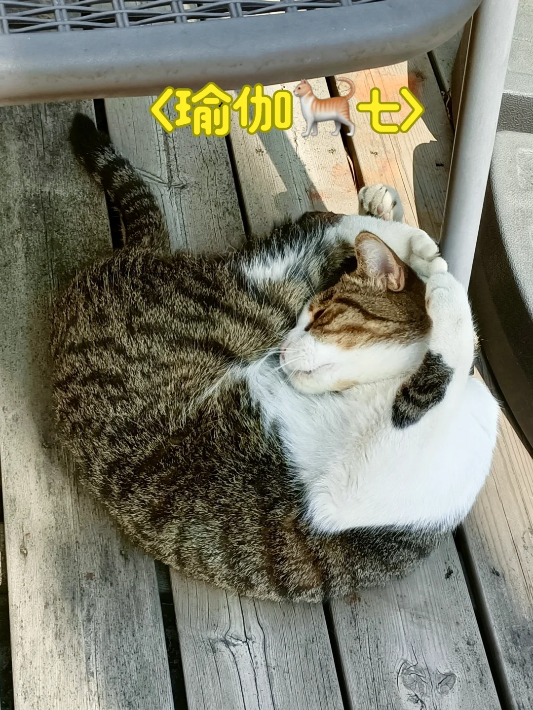 两腿兽永远追不上我的水平