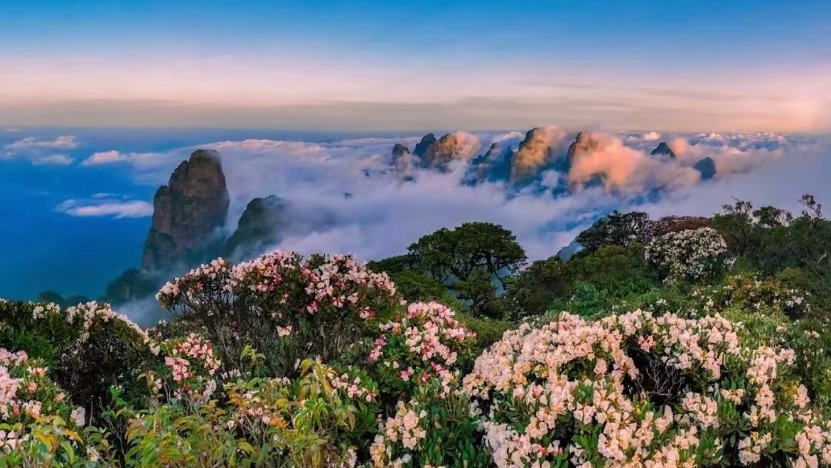 一起趣来宾来宾圣堂山杜鹃花开5月，广西来宾金秀圣堂山杜鹃花开了