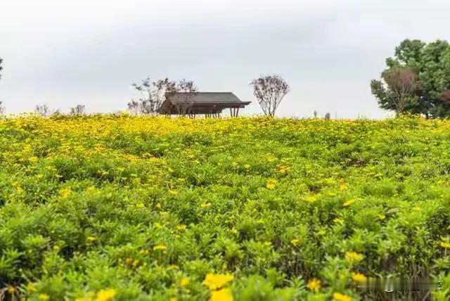 黄花遍野长亭远，
绿树成荫牛马停。
横批：《黄花与绿树》
