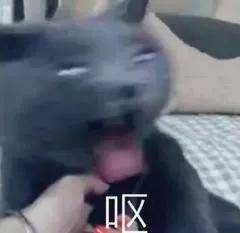 这么多瓜，纯纯的捷豹，字谜统统记上黑名单 ，一星预备