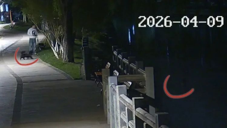 现实版“汪汪队”立大功！外卖小哥携爱犬救下溺水者