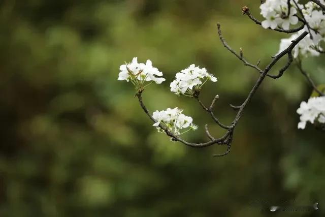 淡黄柳（正平调近）
作者：姜夔
客居合肥南城赤阑桥之西， 巷陌凄凉， 与江左异。