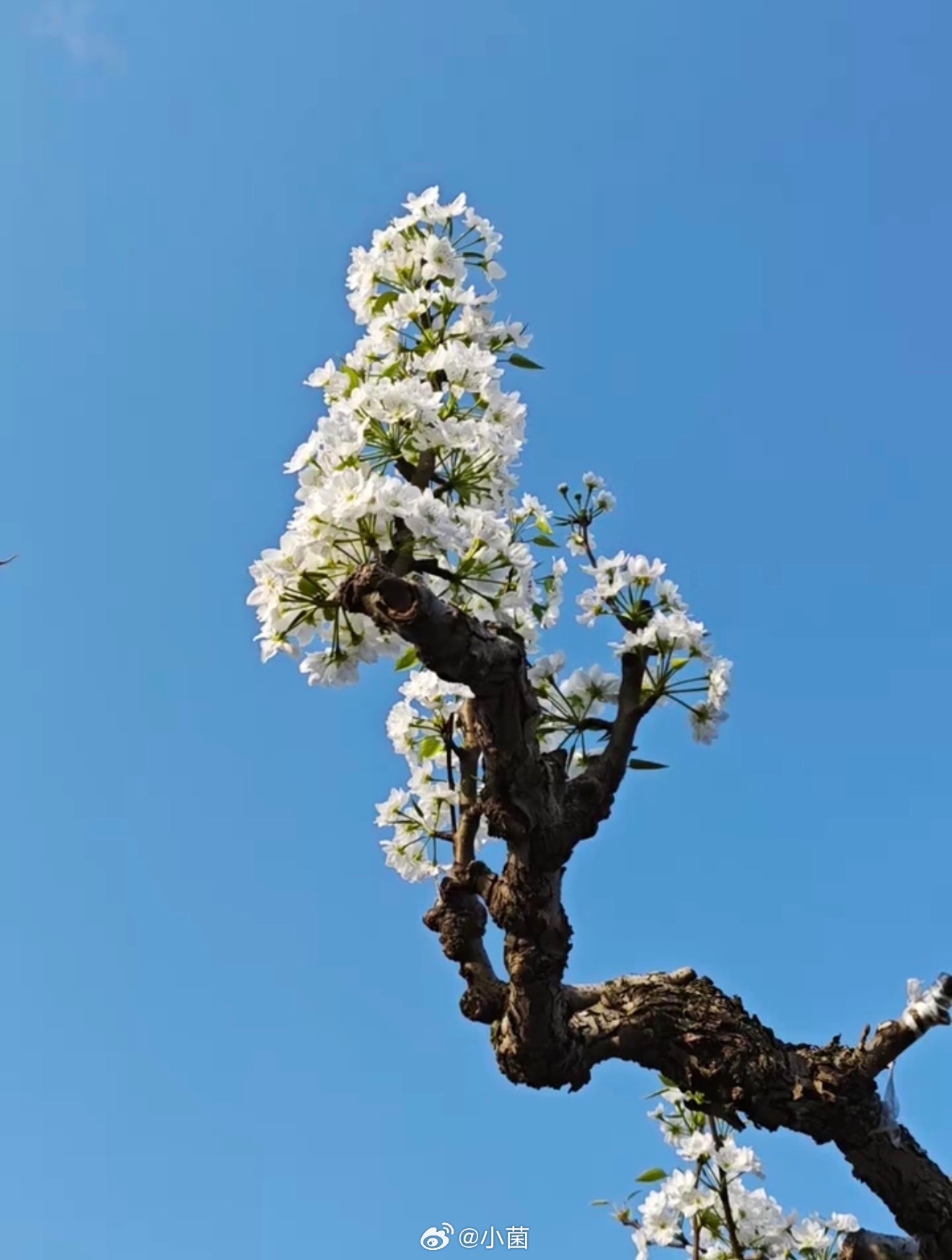 小菌 早朋友们梨花开了 