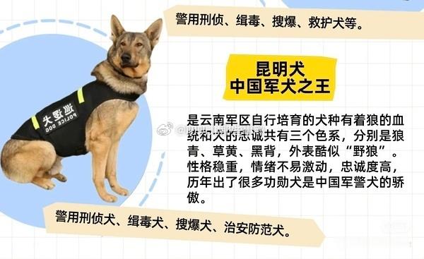 英雄狗狗们→汶川地震的搜救犬合影