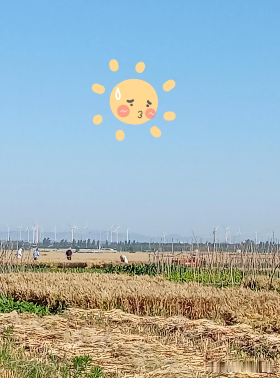 园地的麦真不好，
一片一片风吹倒；
虽然不卖钱几毛，
颗粒归仓永记牢！