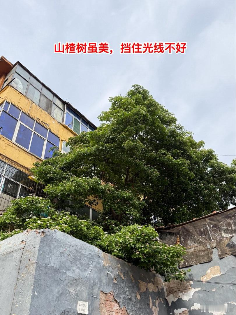 一屋天光，藏尽生活温柔人居于室，户型装潢皆是外在点缀，唯有满屋清光，才是居所最动