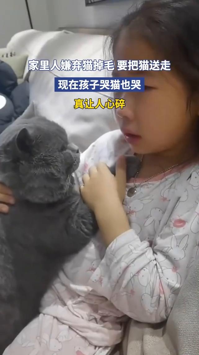 家里人嫌弃猫掉毛要把猫送走，现在孩子哭猫也哭，真让人心碎。
