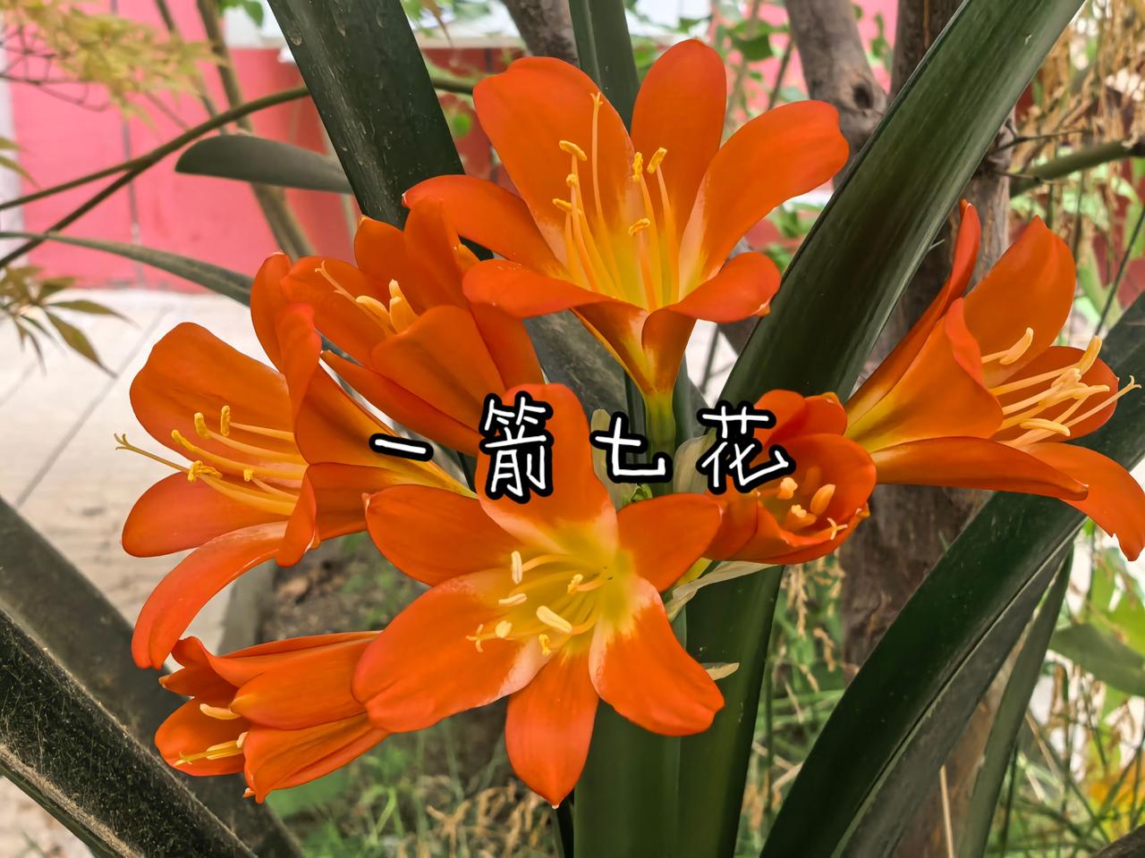 一箭七花