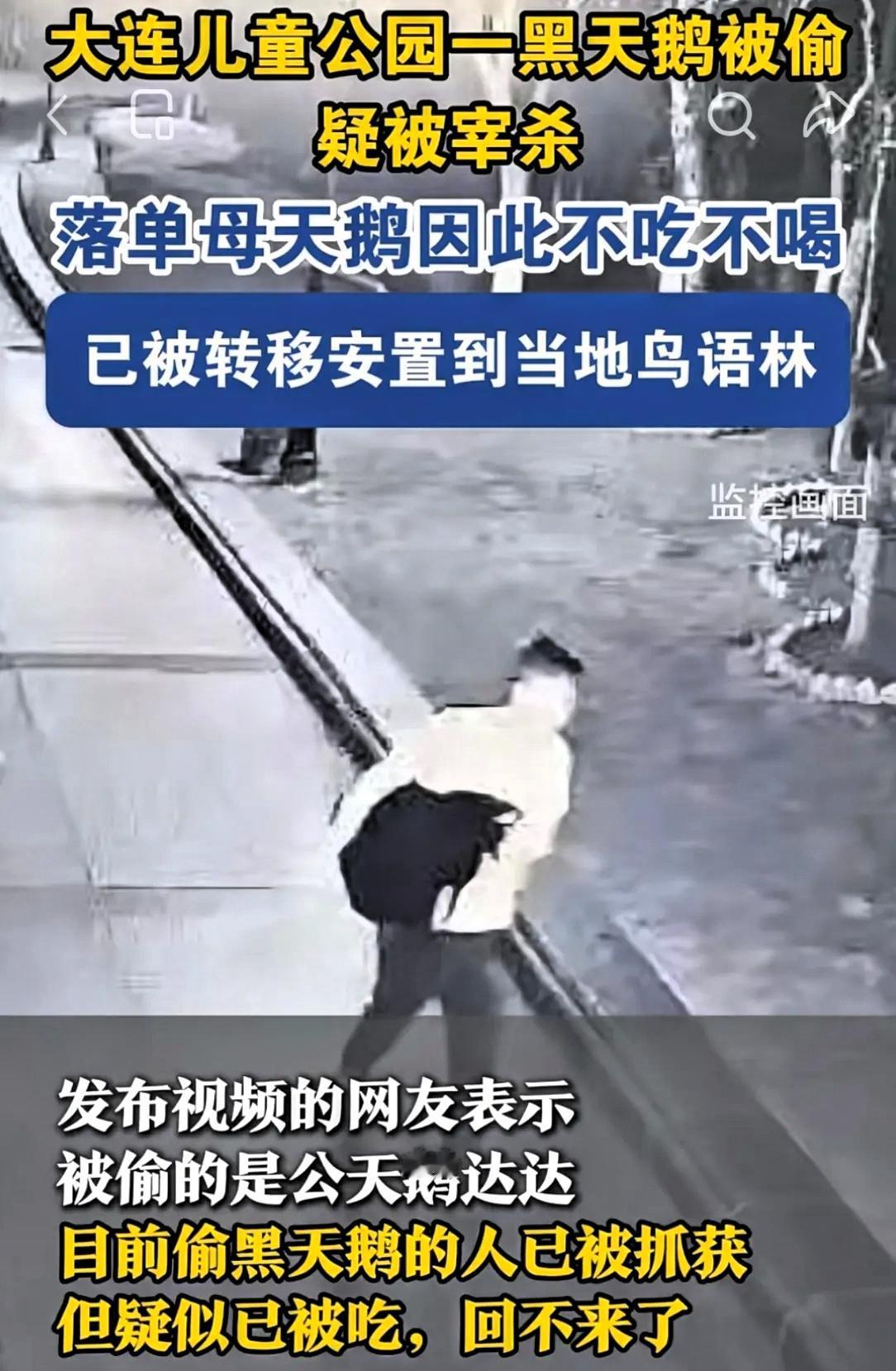 大连那个偷吃黑天鹅的人，抓着了，还顺带揣走一只大白鹅，这波操作直接把全网看懵了！