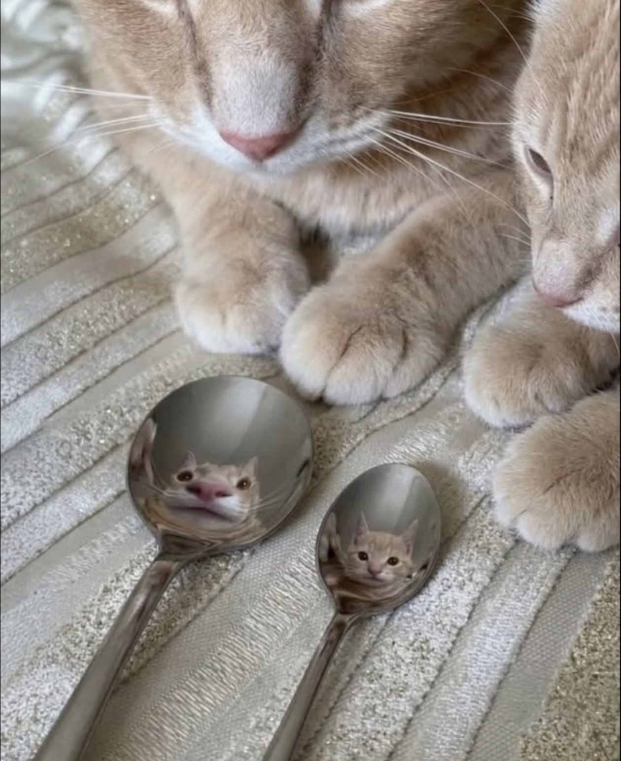 🥄🥄🐱 