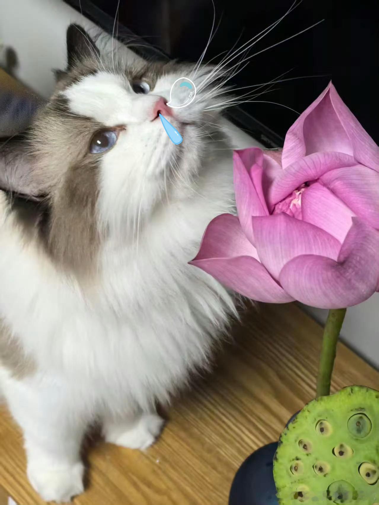 总感觉我家厚米猪 下一秒就要~ 