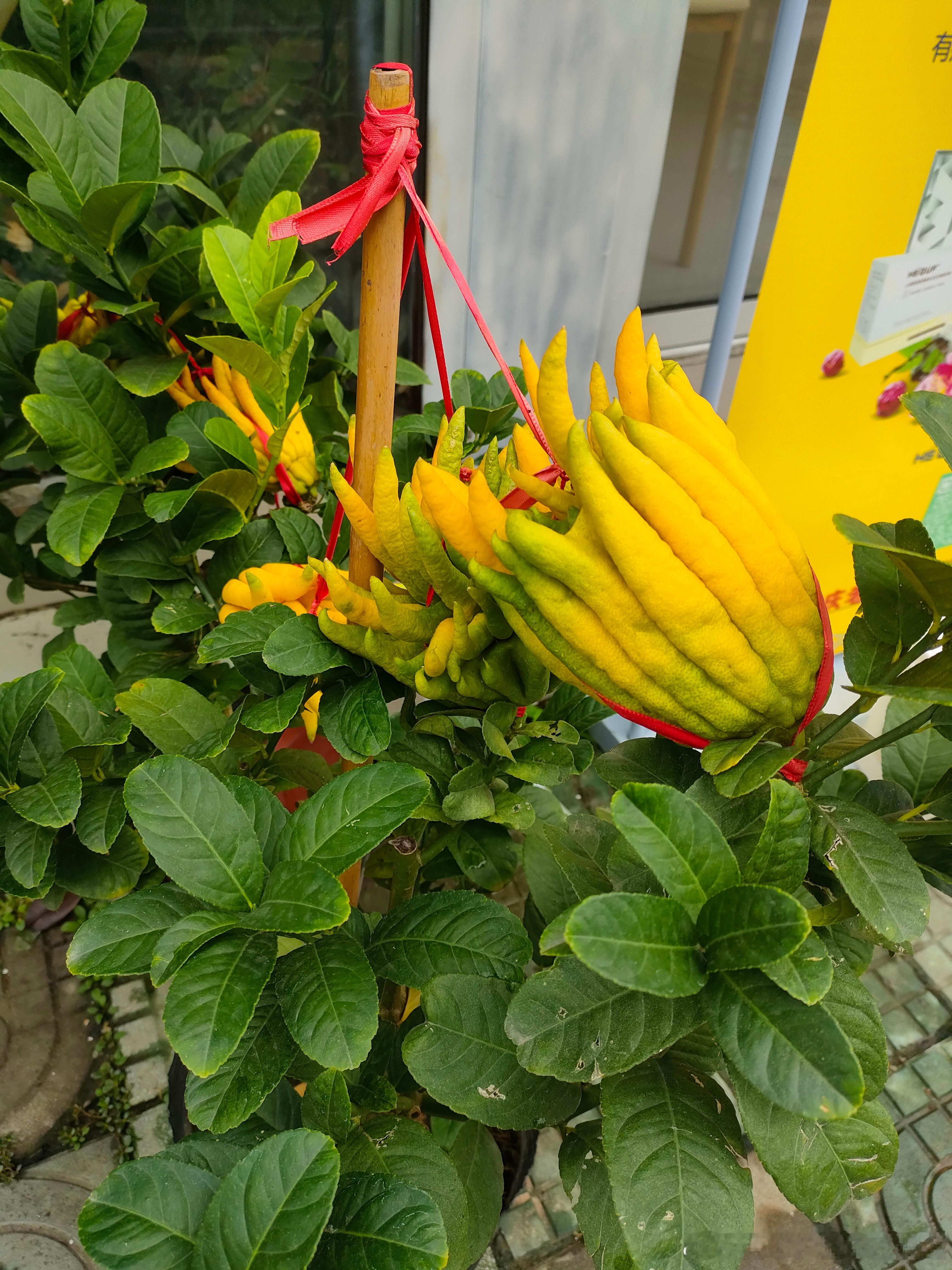#原来柑橘味可以抗抑郁# #肥猫的独家绝技实践教学# #绿化带马路边的中草药# 