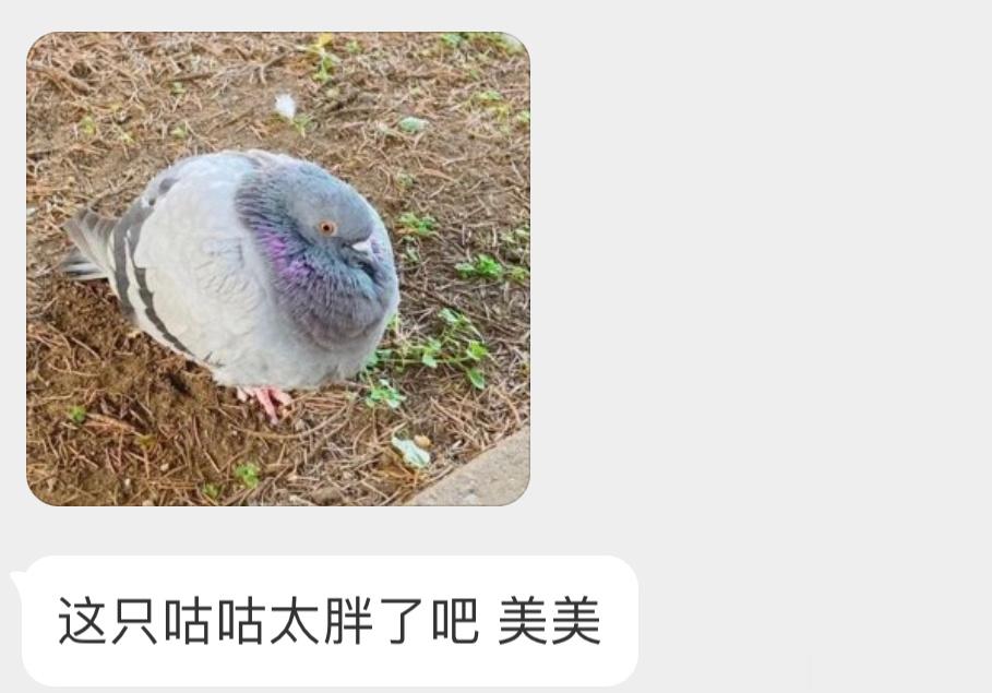 好肥美的咕咕[开学季] ​​​