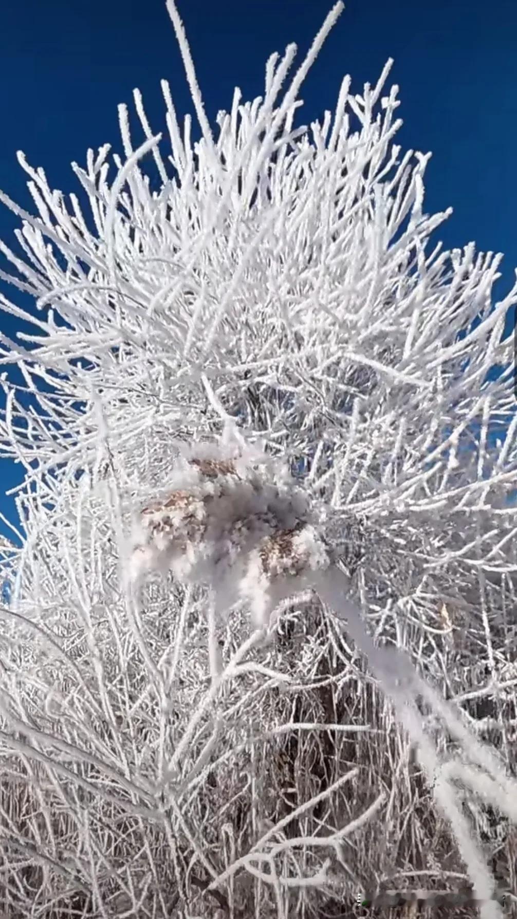 #求一张唯美的雪景照片#立冬的第一天美景，雪花飘飘美。