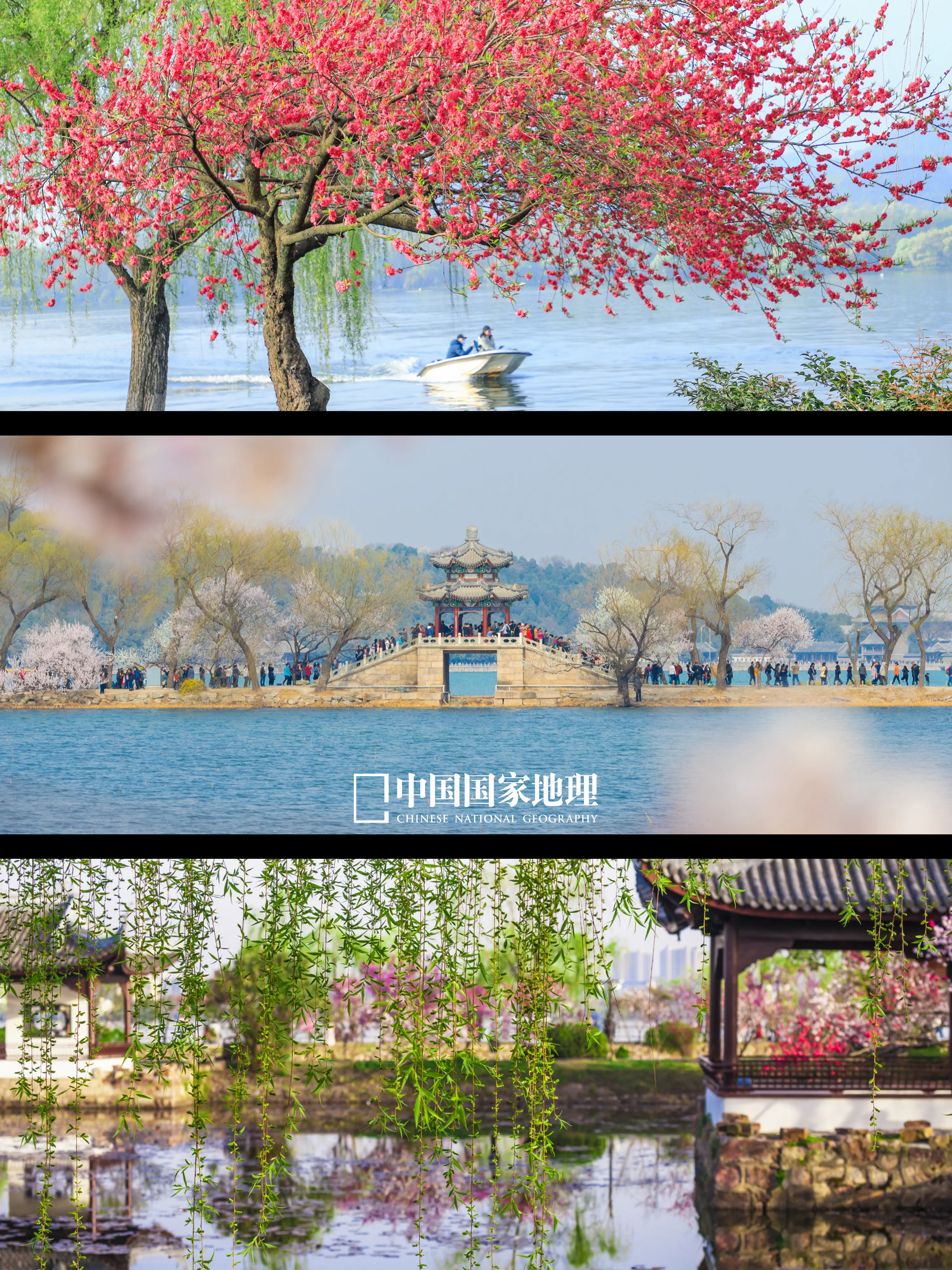 春风吹，吹红了桃花，吹绿了柳树~。春风乍起，桃花开得热烈，柳枝摇曳生姿...