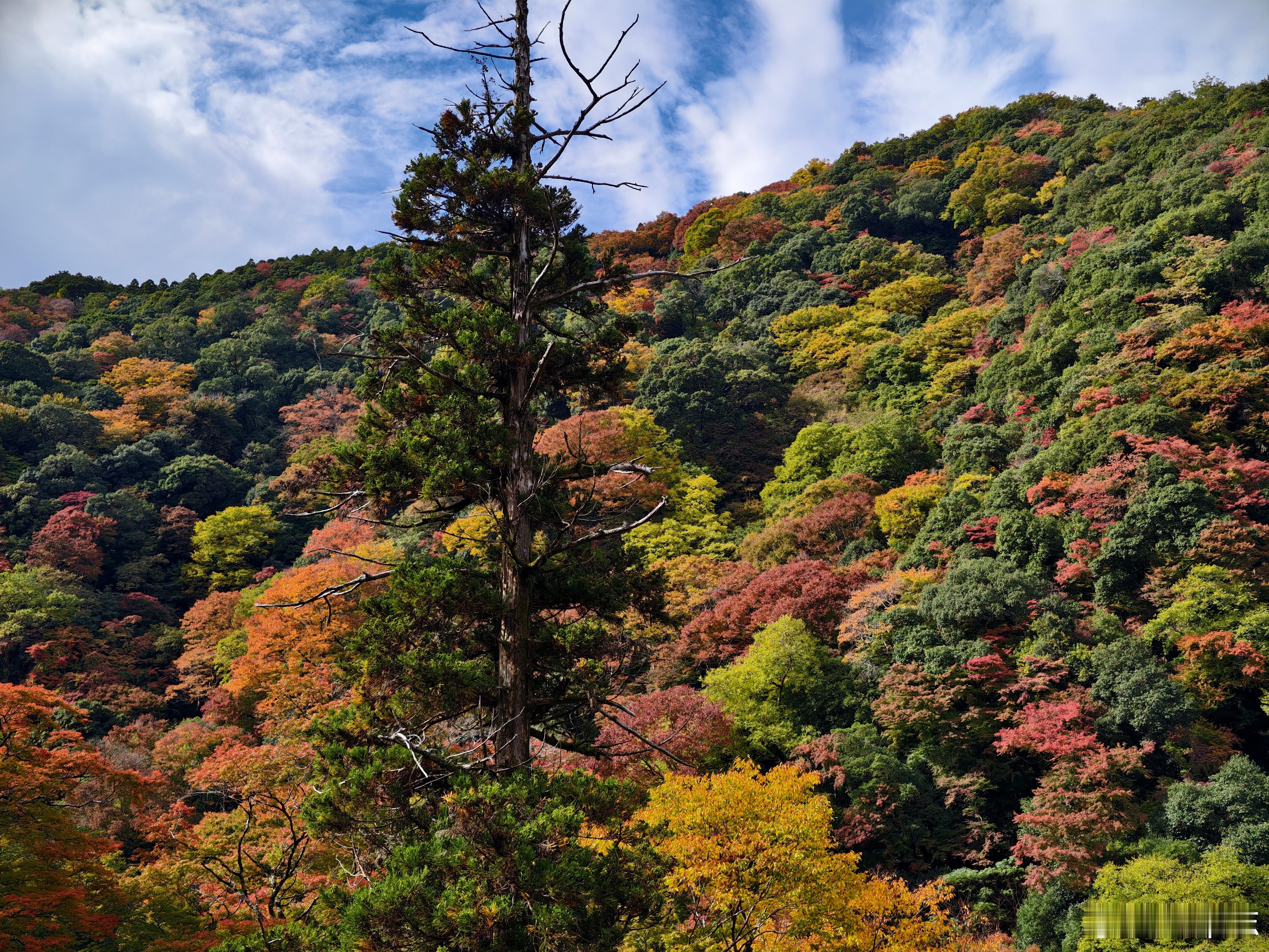 关西的红叶已经进入最佳观赏期。早上徒步走胜尾寺旧表参道，先到胜尾寺，再到箕面瀑布
