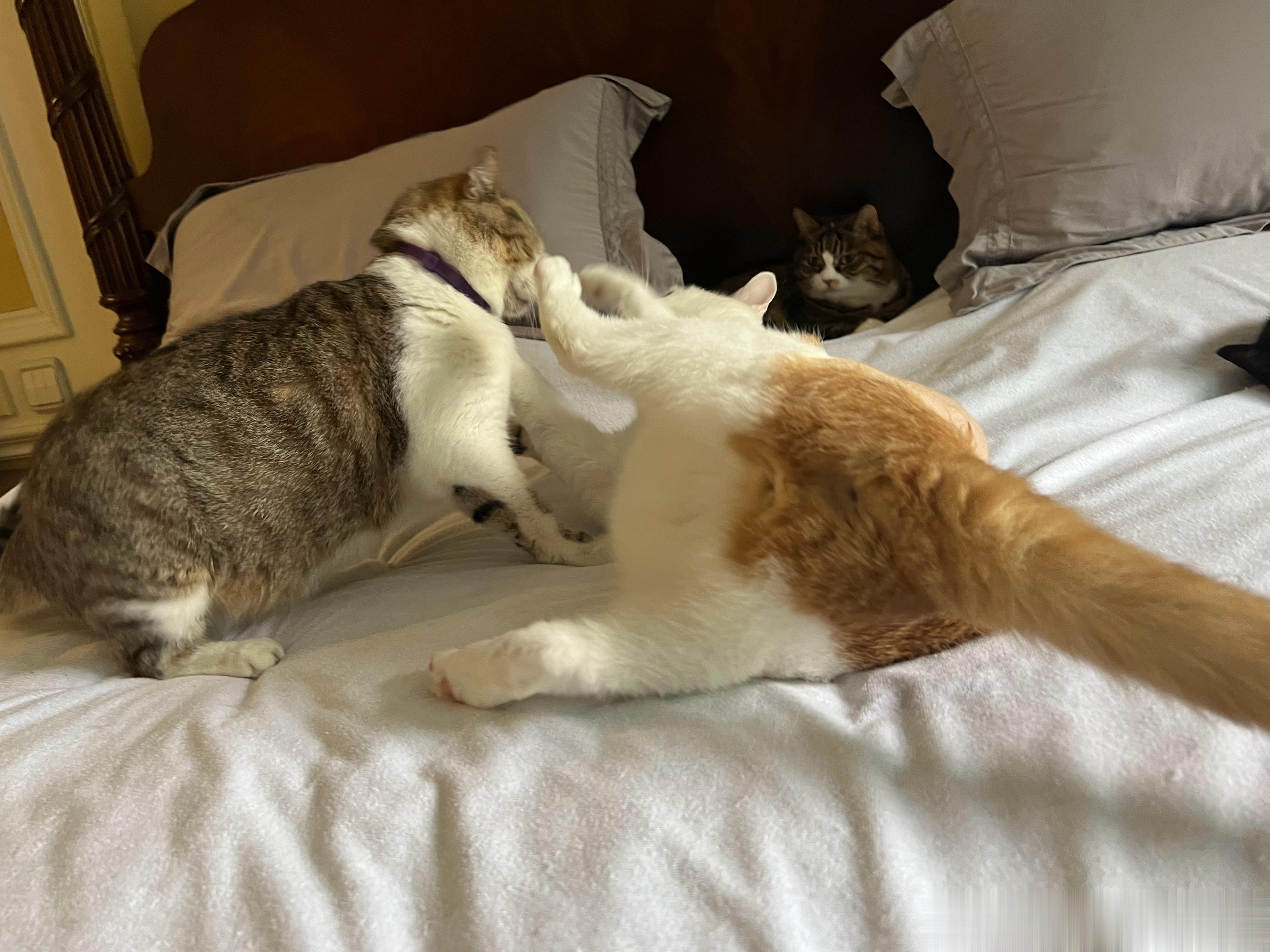 这猴是一点记性都不长，又这样打架，白被咬了是不是[怒骂] ​​​