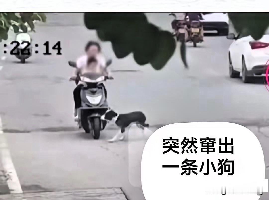 没亲子鉴定我不赔！骑电车碰到未拴绳小狗，被狗主人拦路要5000赔偿，这波反怼太解