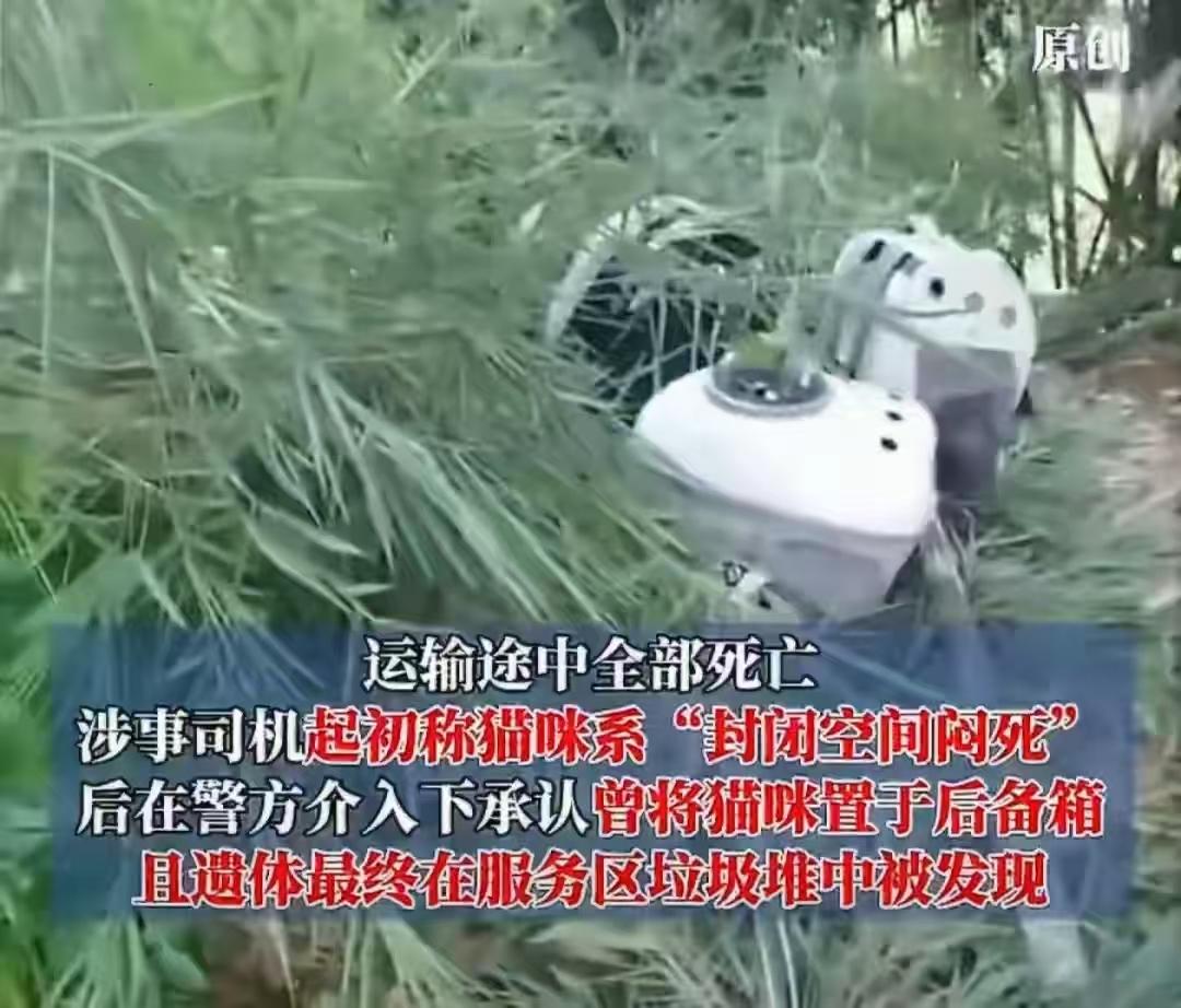 “离大谱！”广东东莞，一女子花286.8元，在某平台下单“宠物专属顺风车”，从东
