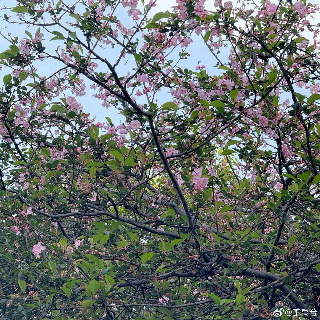 丁禹兮晒海棠花