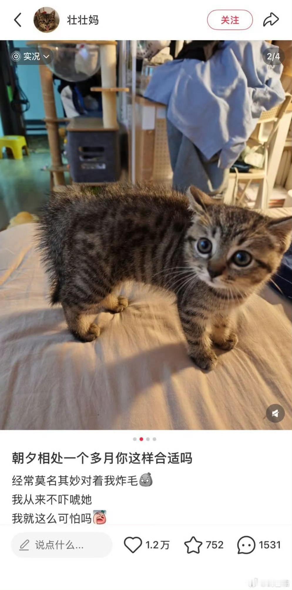 小猫学我炸毛自家小猫总莫名炸毛，真相又好笑又暖心。铲屎官天生卷发、沙发发质，在小