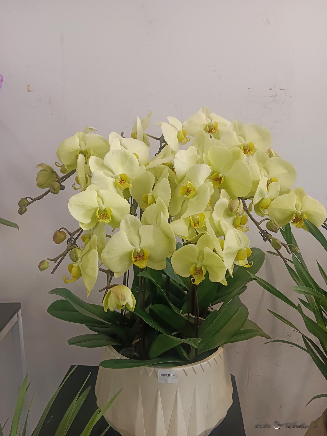 2月24日收评。A股今天的走势和昨日的港股出奇类似：高开高走后冲高回落，指数走势