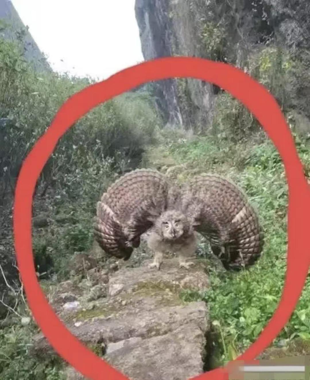 几名女子相约去户外爬山，不料，在中途中，竟发生了令人意想不到的一幕！
原来，当她