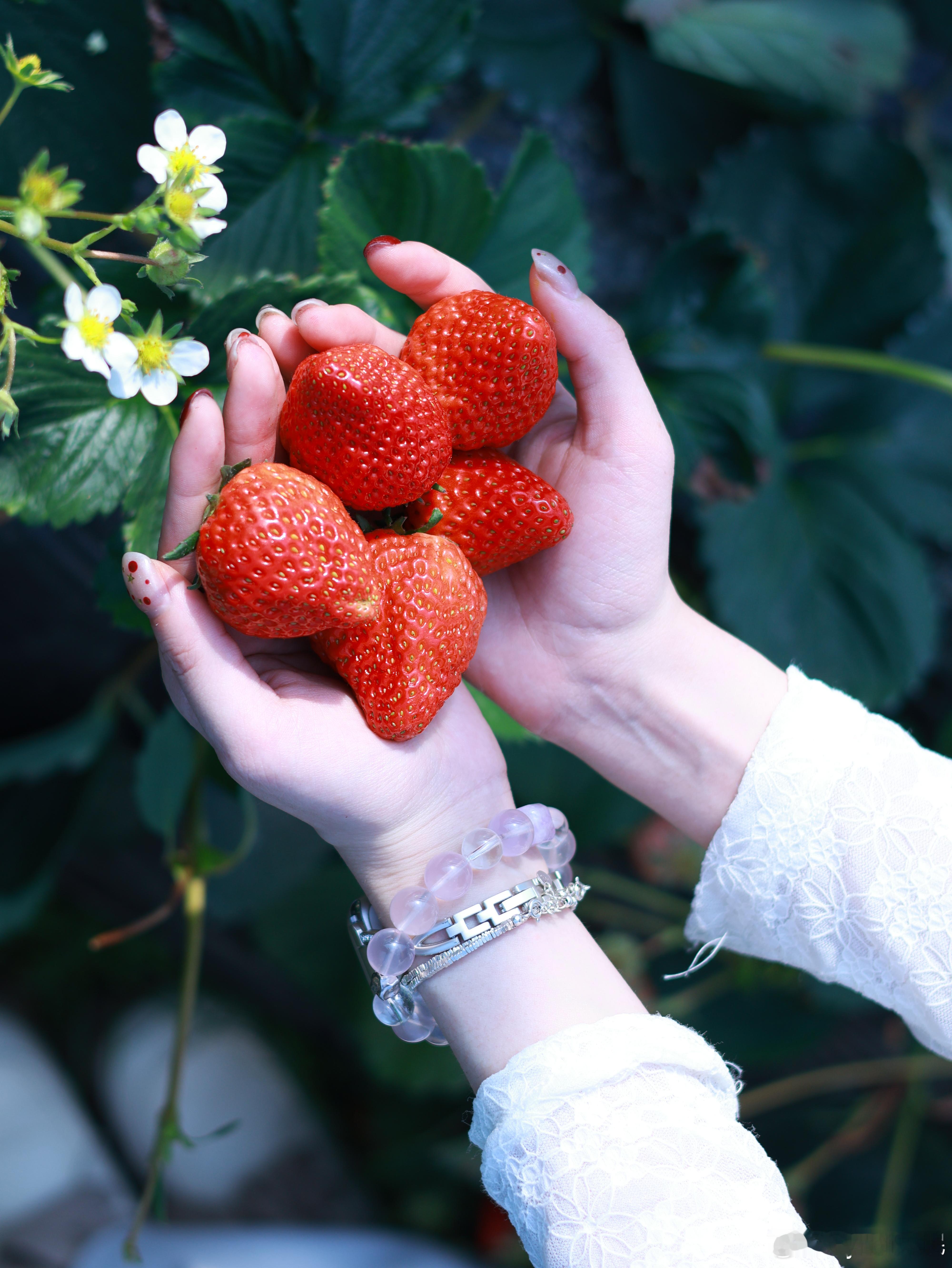 等不到回应的消息，却等到了熟透的草莓。有时候，生活的馈赠，往往在不经意间。随手拍