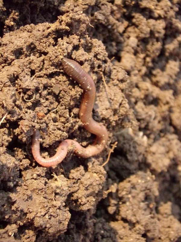 土壤里的“不死小强”

前天从老家回来，带了一些葱苗，感觉吃不了，就想着把它埋在