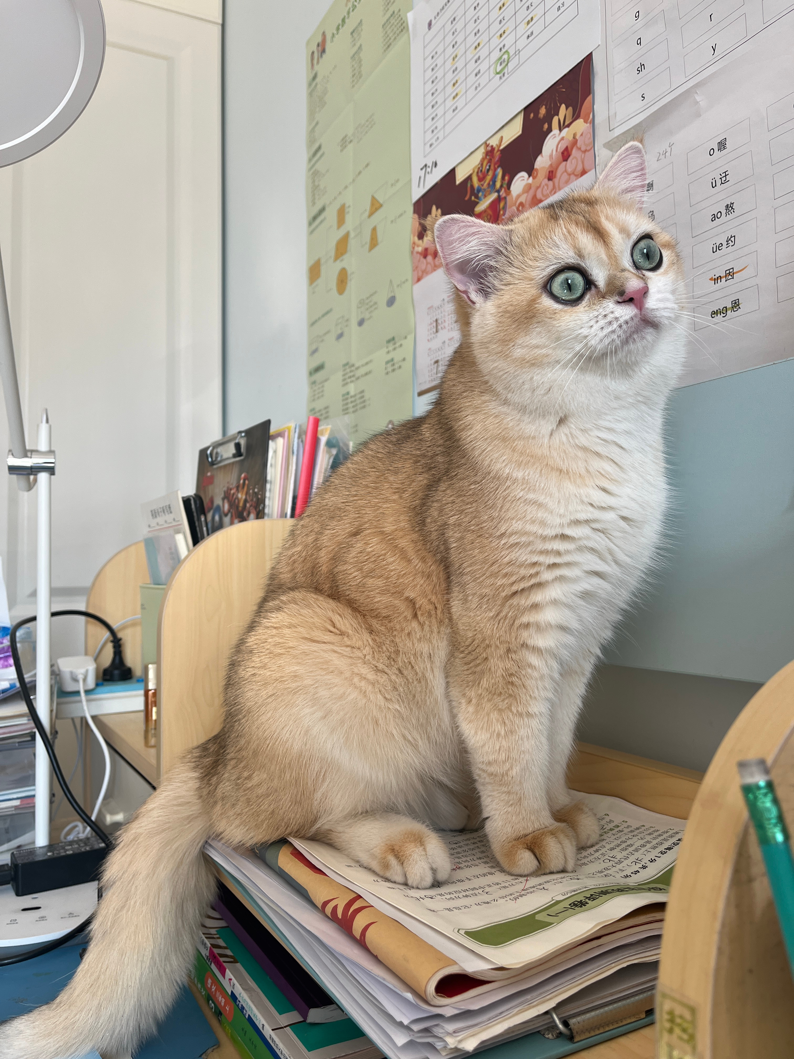 生活手记猜猜它在干啥？ ​​​