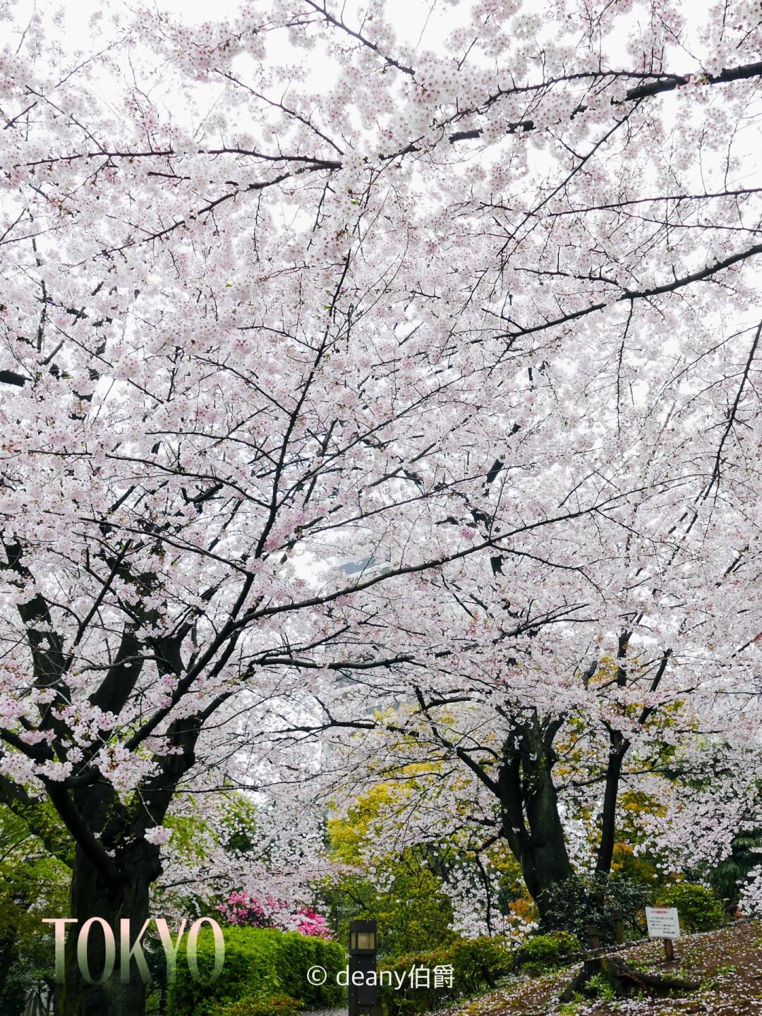 东京赏樱花🌸隅田公园