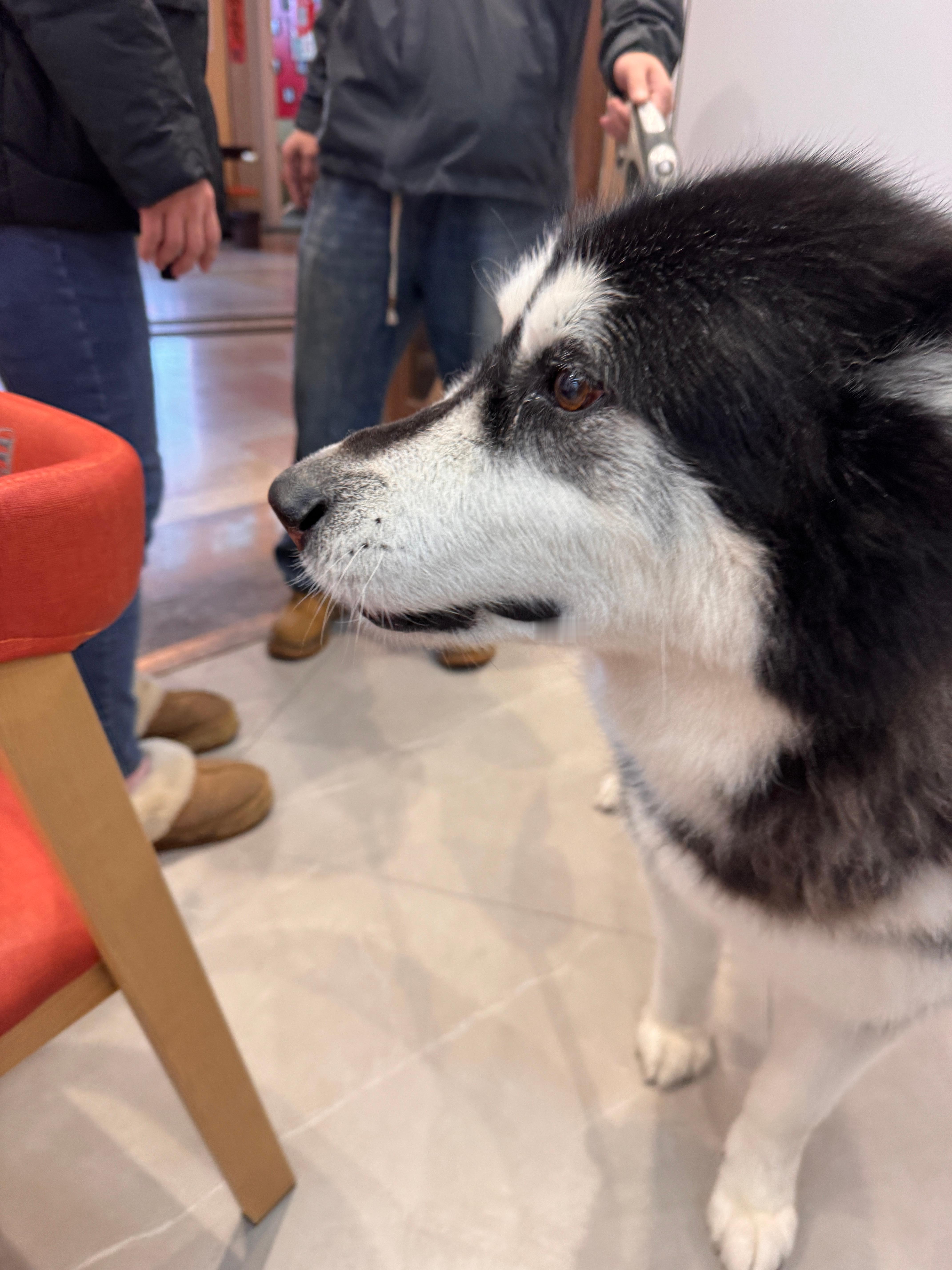 先遇到了下雪，后遇到了雪橇犬！是谁又幸福了？是我 张家口·张家口富龙风铃乐谷焕活