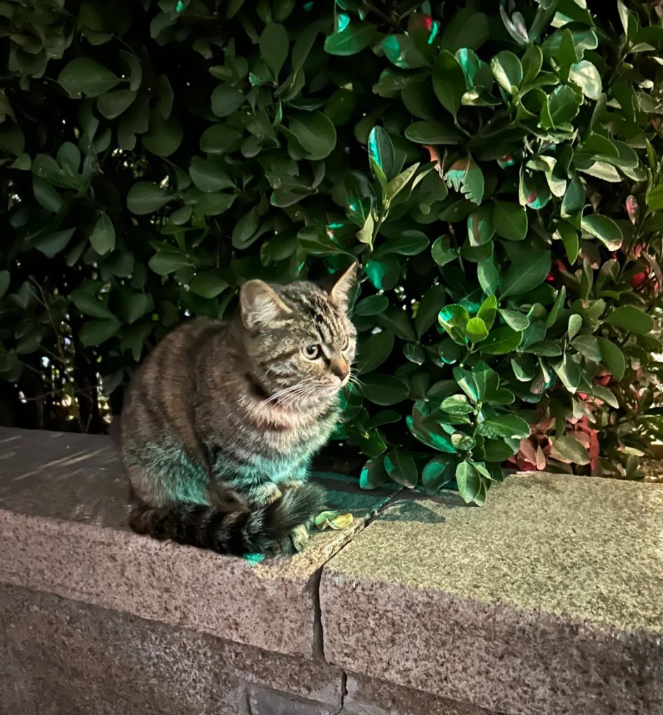 给六十多只流浪猫一个家，真的太了不起！这份爱没有亲疏之分，每一份温柔都足以照亮毛