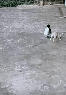 这家伙好聪明
仿佛在说
绳子给你，再试一下，看这次你是否能抓住。[捂脸]