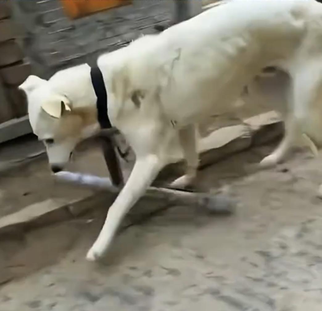谁说挂棍虐狗？这竟是驯犬界“以毒攻毒”的神来之笔！

最近国内不少地方冒出了桩怪