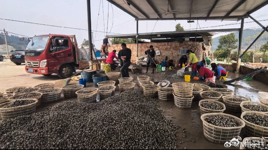 台州小血蚶化身金贝壳撬动共富大产业三门涛头村血蚶迎来丰收旺季！全国独一份的“海上