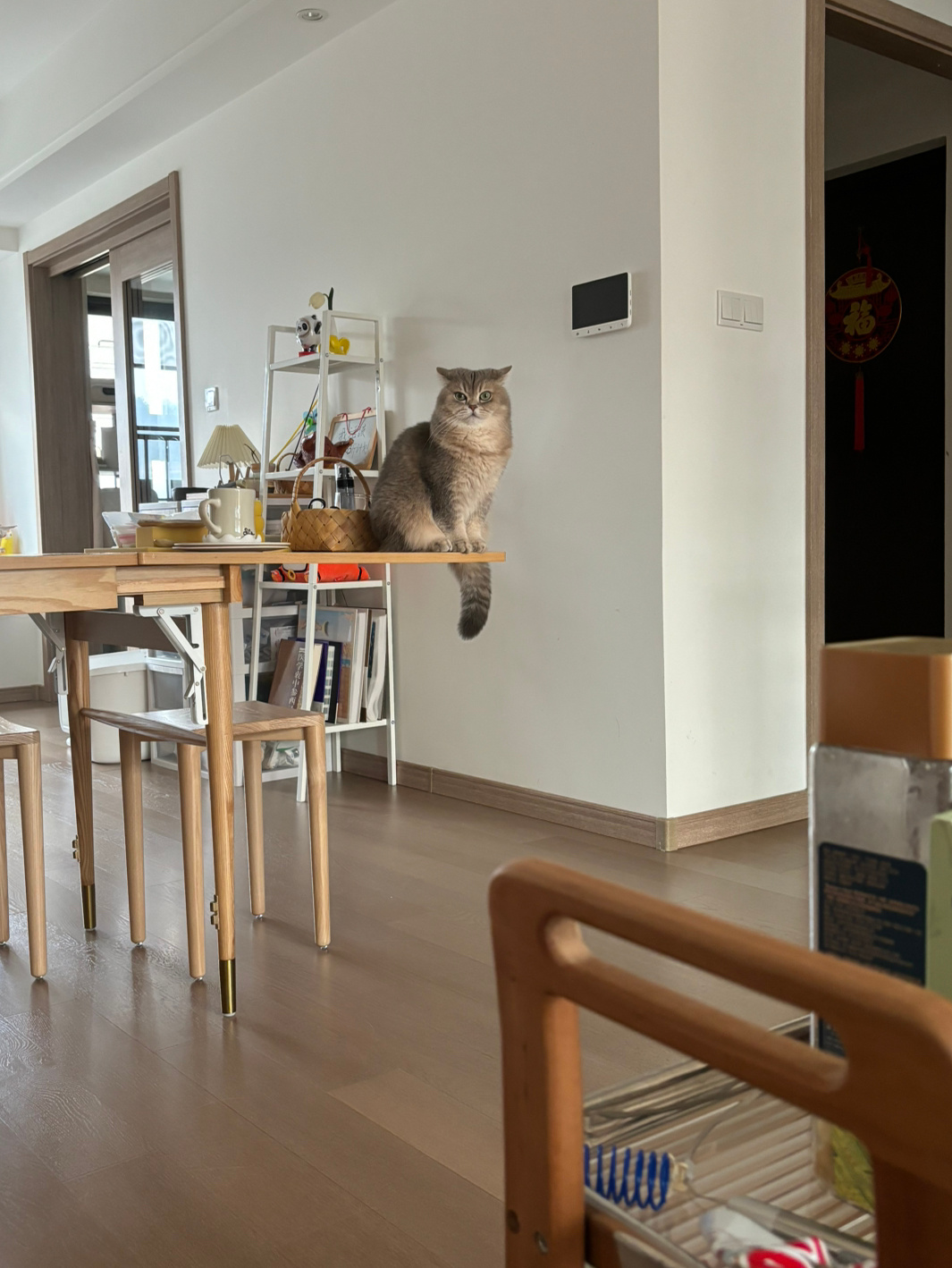 养了一只猪头鹰摆件啊这是(⃔* 'ㅅ'*)⃕ ​​​