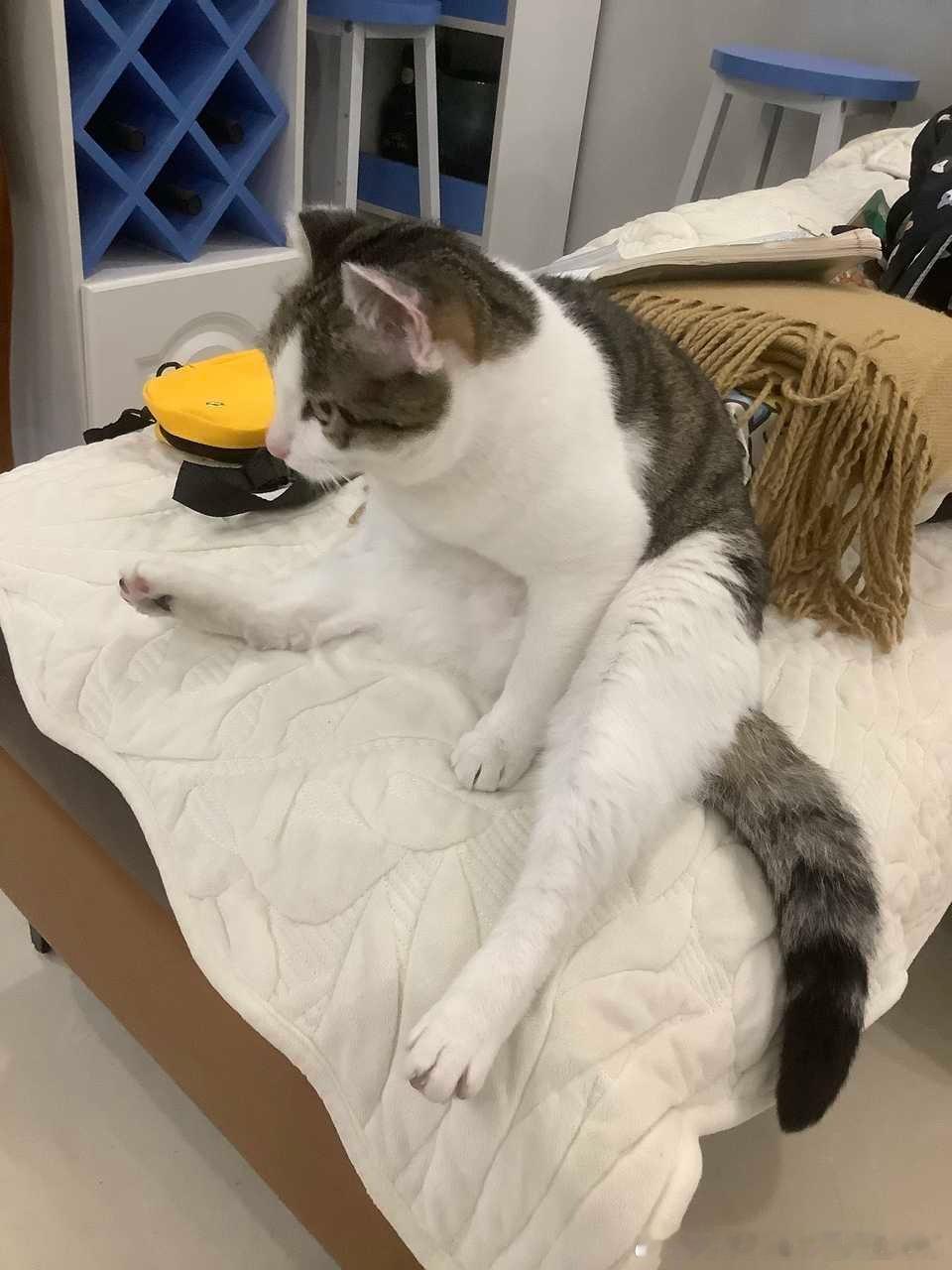 49736【爵士心灵坏猫】我问过她了，她说现在在外面搞黑帮，现在每天啃拖鞋疯狂啃