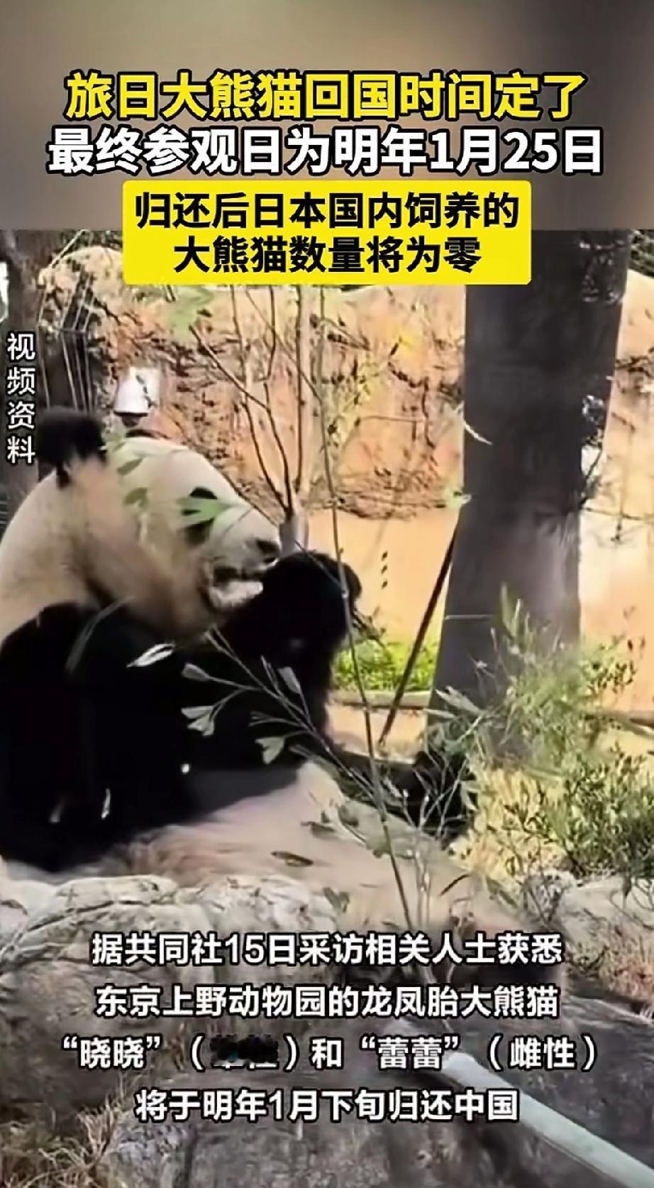 突发！
日本迎“零熊猫时代” 最后两只国宝1月归国
 
12月15日东京都政府官