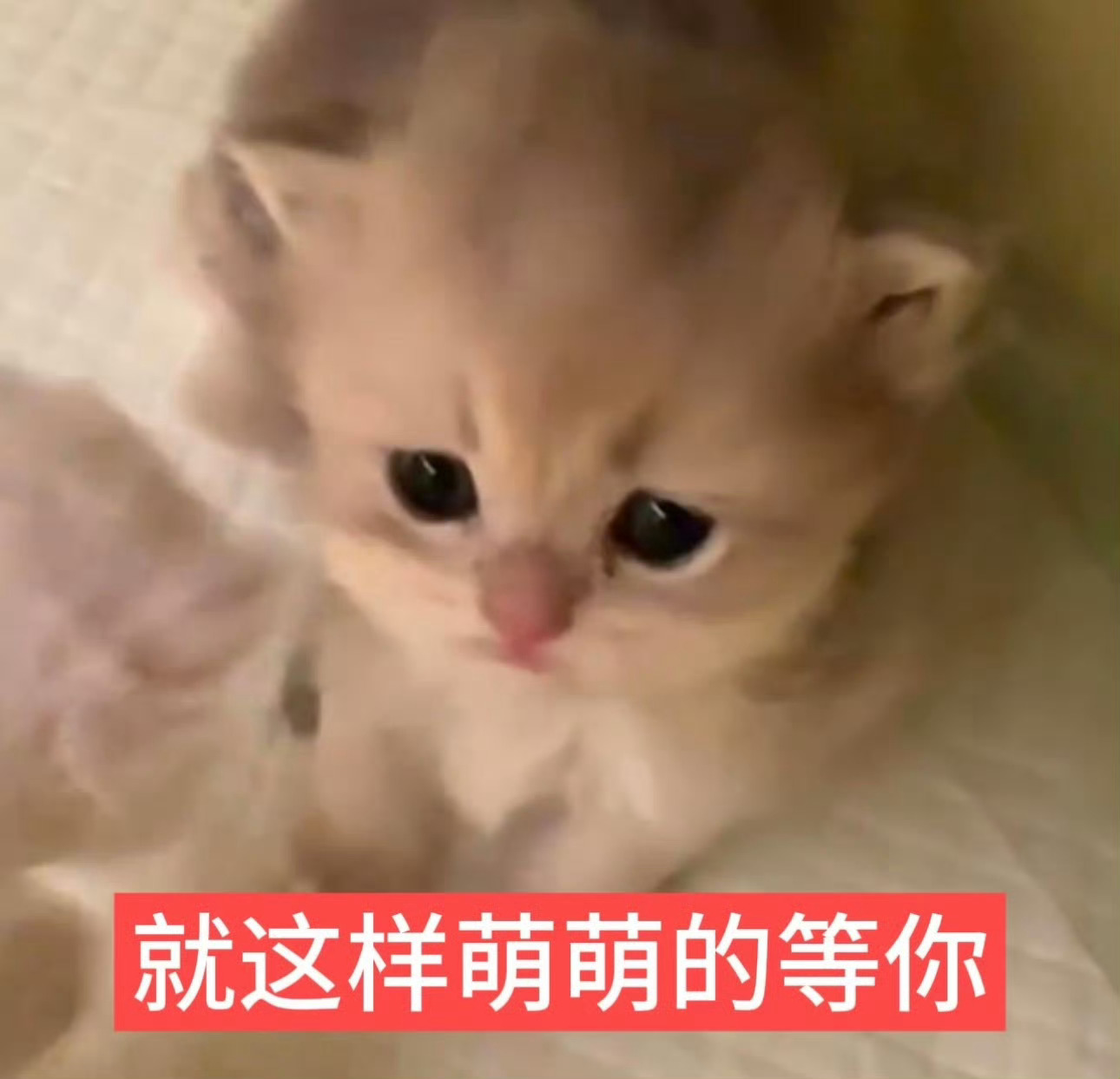 鱼你有染 🩷鱼你有染 今日大屏进度ᕙ(  •̀ ᗜ •́  )ᕗ1️⃣肇庆鼎湖