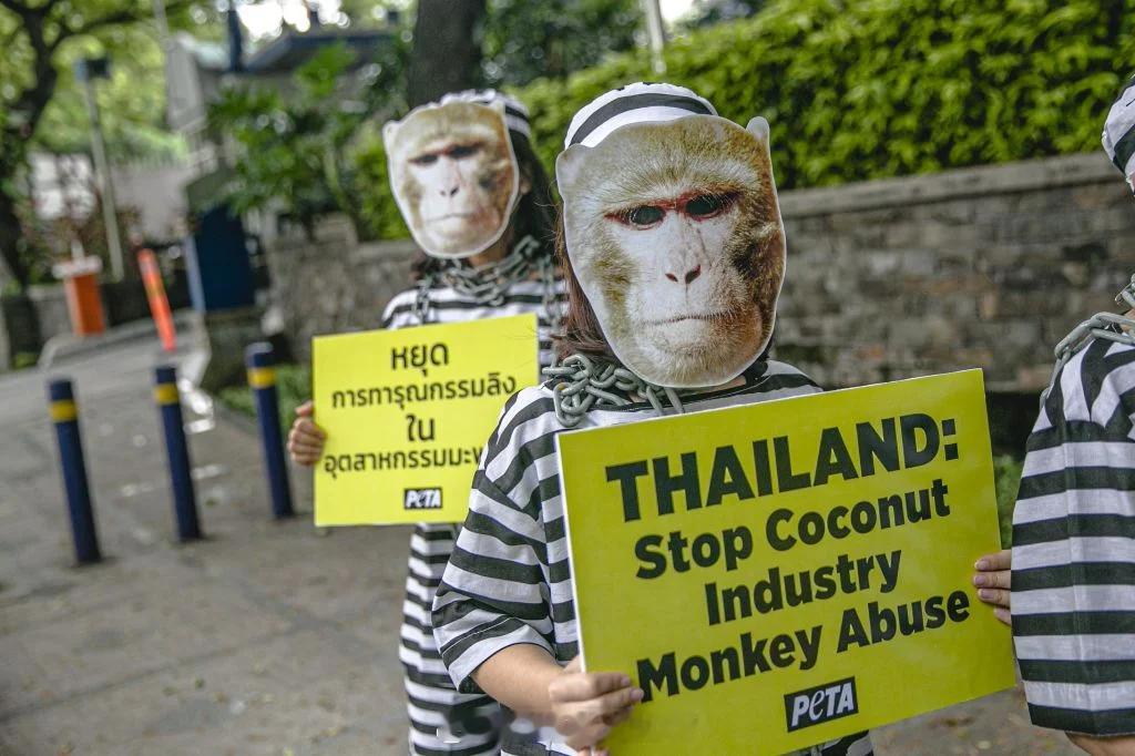 东南亚 在泰国南部尤其是素叻他尼、春蓬等地，有用猪尾猕猴采摘椰子的传统做法。PE