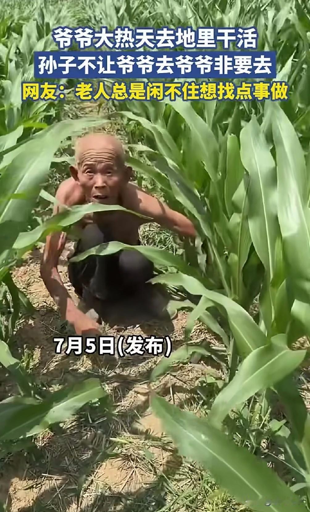 让人心疼的爷爷，每个农村里都有这种不服老的老人。
