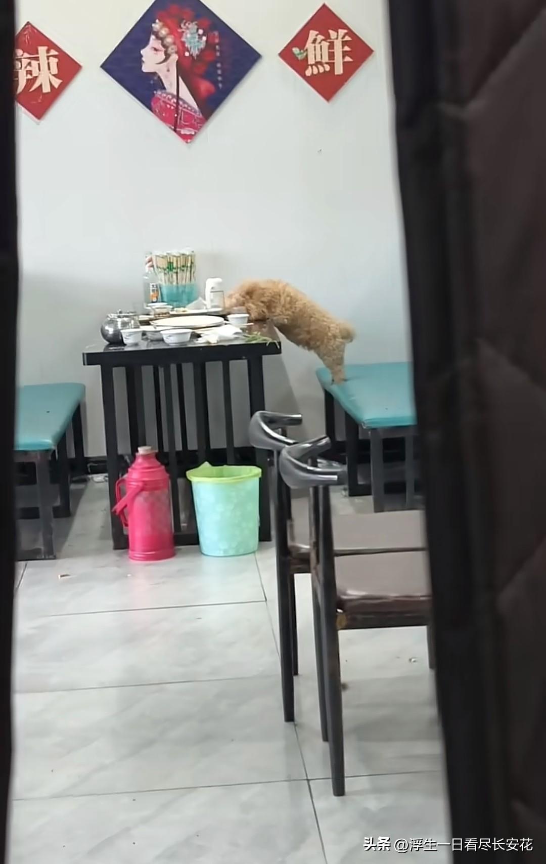 为什么不要让宠物进入饭店，看看河北这家饭店就知道了。当狗主人不在餐桌前，这些狗就