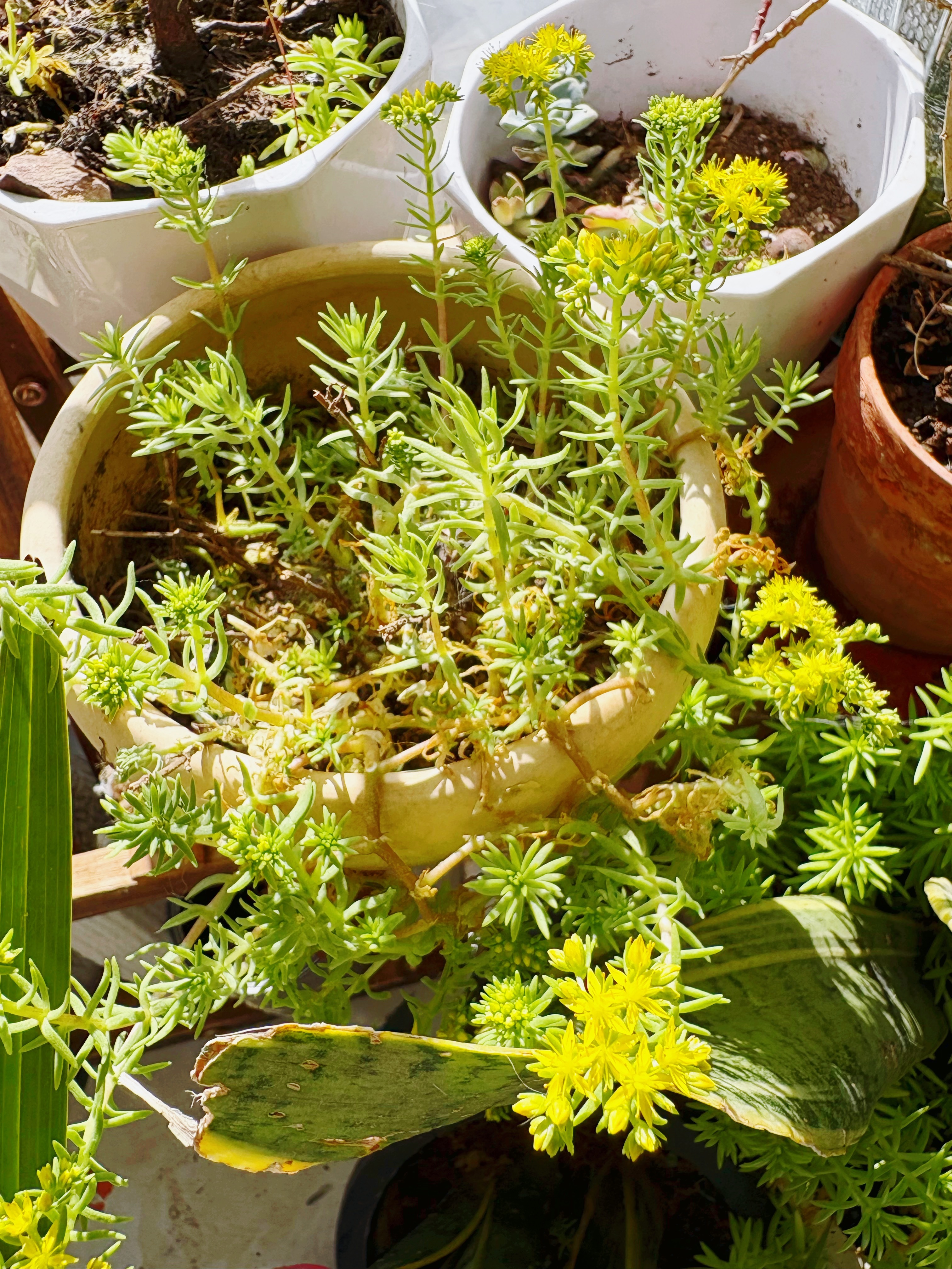 大年初一，以梦为马，祝福樊振东和所有东子球迷，新年快乐～ 